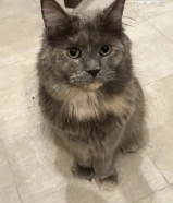 قطة ماين كون