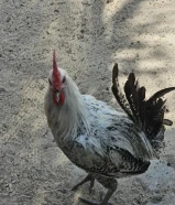 للبيع دجاج فيومي