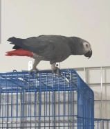 للبيع كاسكو يتكلم جمل جاي من السعوديه نهايته للصامل