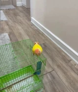 طير لوف بيرد البينو