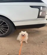 للبيع كلب بومرينيان