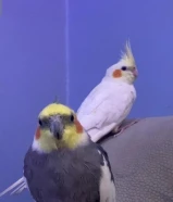 زوج من طائر الكوكتيل