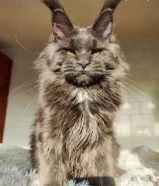 Mainecoon Cats. Giants. Rare. Uniques!!!
