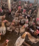 للبيع اطباق بيض عربي