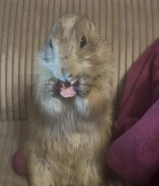 للبيع براري دوق أليف جدا