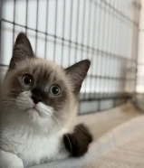 قطط كيتنز للبيع و ليست للتبني