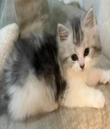 كيتن شيرازي