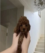 بودل تي كب هاي كوالتي