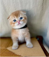 Teddy Bear Golden Scottish Fold