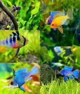 DHigh Grade German Blue Ram pairs and home delivery available