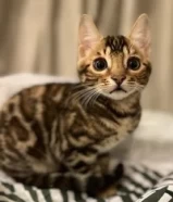 350 KWDقطة بينغال: Beautiful Pure Female Bengal Kitten941777XX