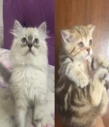 كيتن هيمالايا و بريتيش تواصل واتساب فقط