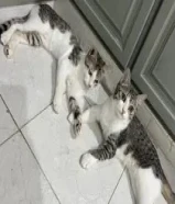 قطط لتبني