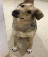 كلب للتبني