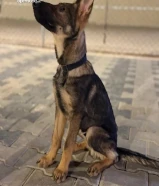 مطلوب جرو للتبني يصلح للحلال