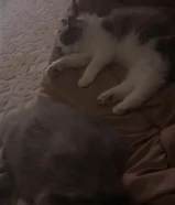 قطط للبيع او التبني اسرع وقت