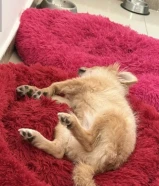 Male and female pomerani