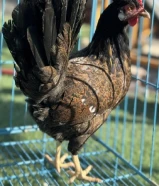 للبيع بيض دجاج عربي قديم ترثه افرق فواخر