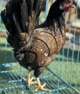 للبيع بيض دجاج عربي قديم ترثه افرق فواخر