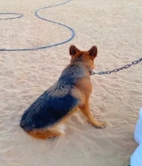 للبيع جيرمن ، بيعـه سريعه