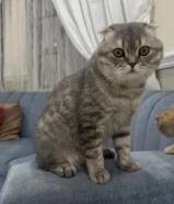 للتبني ذكر سكوتش فيلد