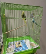 للبيع بادجي زوجين ذكر وانثى