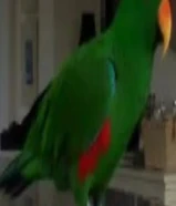 السلام عليكم عندي ببغاء اكليكتوس العمر 12 شهر يتكلم و ربوه ويصعد علي الايد وجناح كامل