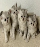 للبيع كتن اناث وذكور