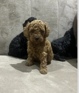 للبيع توي بودل اخر اثنين سود نثية وذكر ماخذين اول تطعيم العمر 48يوم