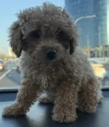 كلبه بودل بنت مناسبه مع الاطفال تحب اللعب عمرها 70 يوم