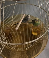 طيور حب اثنين