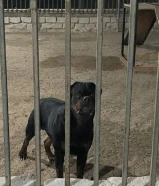 للبيع ذكر روت وايلر