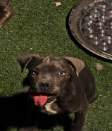 كلب كين كورسو للبيع