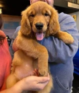 Golden retriever for sale