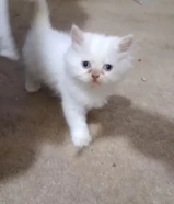 للبيع قط شيرازي جميل