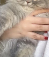 للبيع قط ذكر رمادي سكوتش