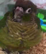 نتبنا جميع انواع الببغاوات