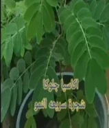 مزارع جميع الاشجار