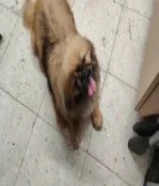 حيوانات كلب شيتزو