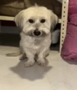 كلب مالتيز أليف