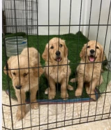 Golden Retriever puppies, 100% pure, male and female, two months old, immediate receipt, my own production