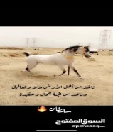 للبيع حصان بوولش قطعه فاخره فحل ومنتج