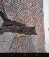 للبيع قط سكوتش فولد ذكر