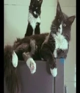 للبيع نثيه و ذكر لعوبين جداً يحبون اليهال عمرهم سنتين ونص النوع ماين كوين