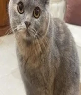 قطه انثي للزواج