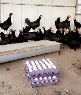 بيض دجاج عربي بلدي للاكل