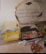 طيور وقفاصه