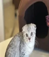 قط سكوتش فولد