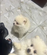 كلاب للبيع نوع بومرينيان