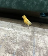 كنارات للبيع